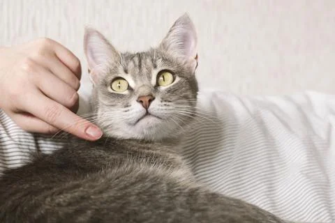The hostess gently strokes her cat on the fur. The relationship between a cat Stock Photos