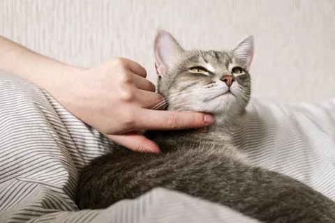 The hostess gently strokes her cat on the fur. The relationship between a cat Stock Photos