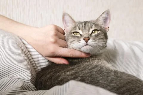 The hostess gently strokes her cat on the fur. The relationship between a cat Stock Photos