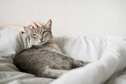 The hostess gently strokes her cat on the fur. The relationship between a cat Stock Photos