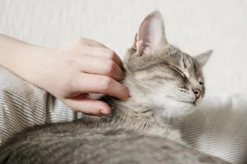 The hostess gently strokes her cat on the fur. The relationship between a cat Stock Photos