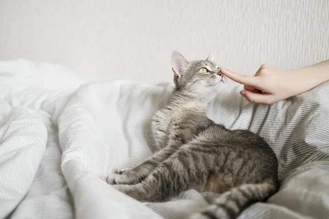 The hostess gently strokes her cat on the fur. The relationship between a cat Stock Photos