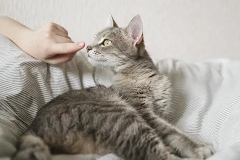 The hostess gently strokes her cat on the fur. The relationship between a cat Stock Photos