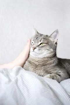 The hostess gently strokes her cat on the fur. The relationship between a c.. Stock Photos