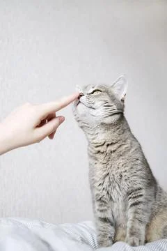 The hostess gently strokes her cat on the fur. The relationship between a c.. Stock Photos