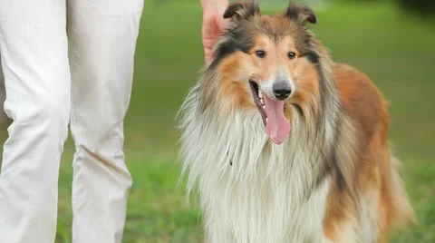 Hostess With Her Dog Video stock 55868390