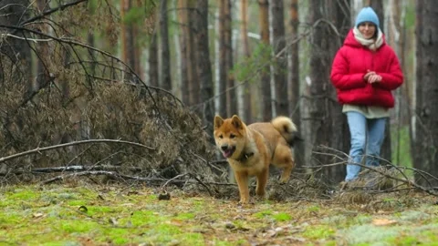 The hostess is playing with her pet Stock Footage 255837475