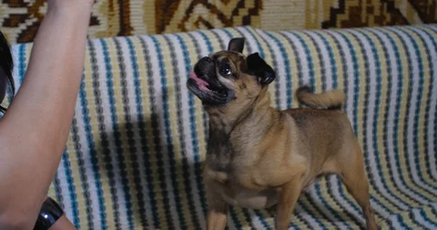 Hostess playing with a small gray dog of the Griffon breed 스톡 동영상 128025182