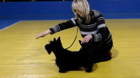 The hostess is preparing to show the puppy scottish terrier Stock Footage 10801433