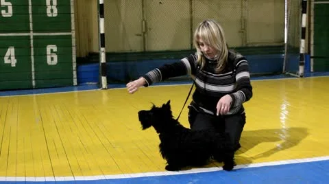 The hostess is preparing to show the puppy scottish terrier Stock Footage 10801889