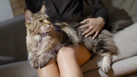 Hostess stroking Cat. Brown Blotched Tabby Maine Coon Domestic Cat. Stock Footage 142362902