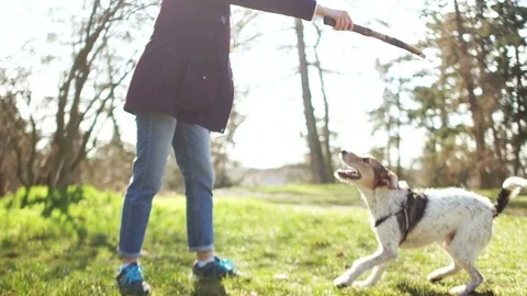 Hostess walks with her dog in the spring park. Walk the dog during quarantine Stock Footage 126775278