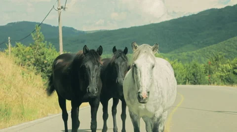 Hostile aggravated horses blocking the road vehicle pov track in Stock Footage 54506948