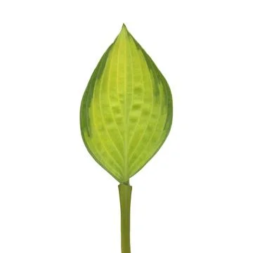 Hosts leaf isolated on white background. Flat lay, top view Stock Photos