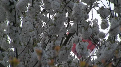 Hot air balloon behind a tree Stock Footage 5165505