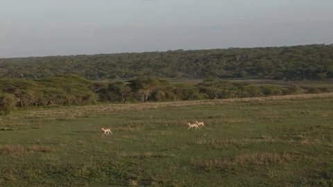 Hot Air Balloon Flight view over Great Migration at Ndutu, Serengeti, Tanzania 库存影片 330408953
