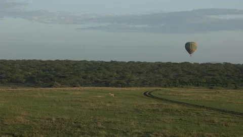 Hot Air Balloon Flight view over Great Migration at Ndutu, Serengeti, Tanzania Vidéo 330409071