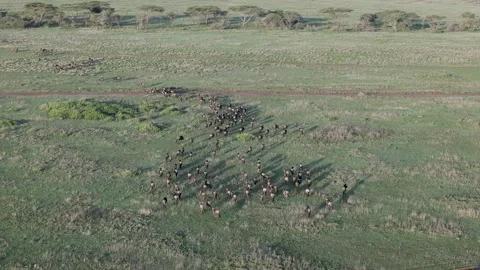 Hot Air Balloon Flight view over Great Migration at Ndutu, Serengeti, Tanzania 스톡 동영상 330409083