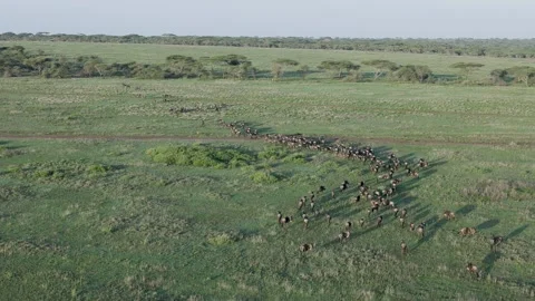 Hot Air Balloon Flight view over Great Migration at Ndutu, Serengeti, Tanzania Stock Footage 330409169