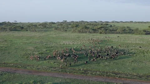 Hot Air Balloon Flight view over Great Migration at Ndutu, Serengeti, Tanzania 库存影片 330409234