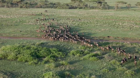 Hot Air Balloon Flight view over Great Migration at Ndutu, Serengeti, Tanzania Video stock 330409246