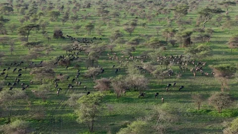 Hot Air Balloon Flight view over Great Migration at Ndutu, Serengeti, Tanzania Stock Footage 330409411