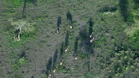 Hot Air Balloon Flight view over Great Migration at Ndutu, Serengeti, Tanzania 库存影片 330409538