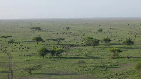 Hot Air Balloon Flight view over Great Migration at Ndutu, Serengeti, Tanzania 库存影片 330409606