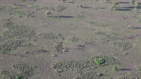 Hot Air Balloon Flight view over Great Migration at Ndutu, Serengeti, Tanzania 動画素材 330409719