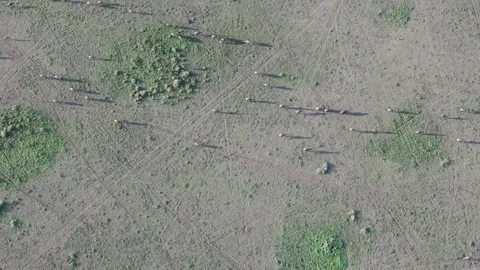 Hot Air Balloon Flight view over Great Migration at Ndutu, Serengeti, Tanzania 库存影片 330409722