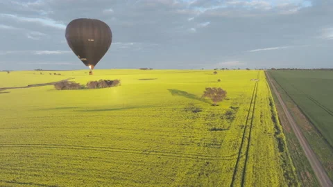 Hot Air Balloon Floating Over a Brilliant Yellow Canola Field Stock Footage 219237288