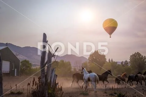 Hot Air Balloon in Sky Over Horses Stock Photos