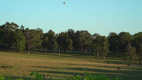 Hot air balloon in the vineyard Stock Footage