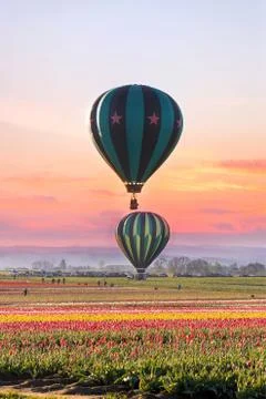 Hot Air Balloons at Tulip Field Stock Photos