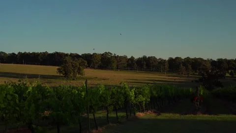 Hot balloons flying in the sky through the vineyards Stock Footage 144163751