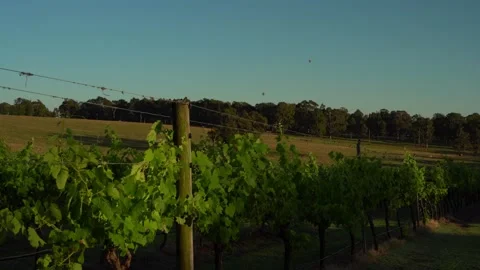 Hot balloons flying in the sky through the vineyards Stock Footage 144164312