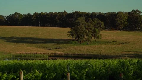 Hot balloons flying in the sky through the vineyards Stock Footage 144164817