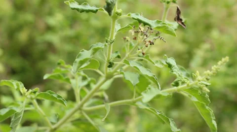 Hot Basil herb basil gapao to cookmov Stock Footage 37443893