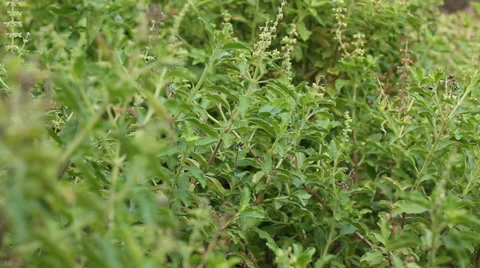 Hot Basil herb planted forests natural non toxic Stock Footage 37447283