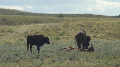 Hot breeze blows dust over bison inspecting dead friend on prairie Stock Footage 74711472