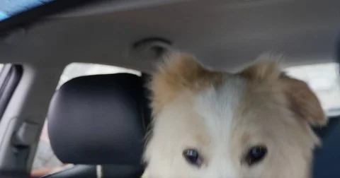 Hot car dog Video stock 81486974