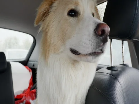 Hot car dog Video stock 81487295