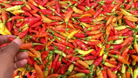 Hot chili Video stock 270456529