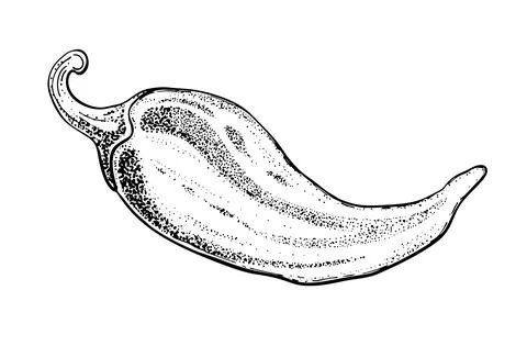 Hot chili pepper. Vector hand drawn illustration. Fresh organic vegetable Stock Illustration