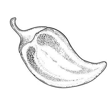 Hot chili pepper. Vector hand drawn illustration. Fresh organic vegetable Stock Illustration