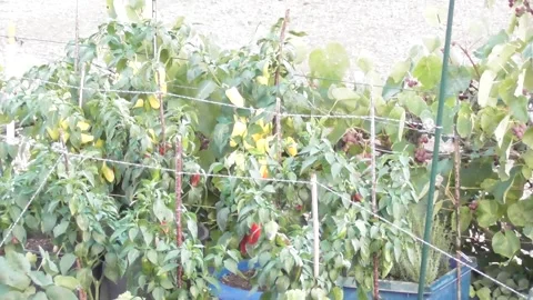 Hot chili plants in the wind Stock Footage 343954010