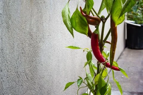 Hot chilli peper Stock-Fotos