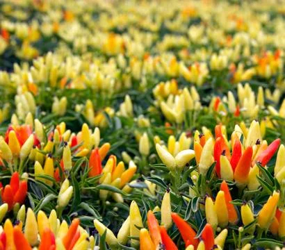 Hot chilli peppers Stock Photos
