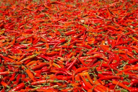 Hot chilli peppers Stock Photos