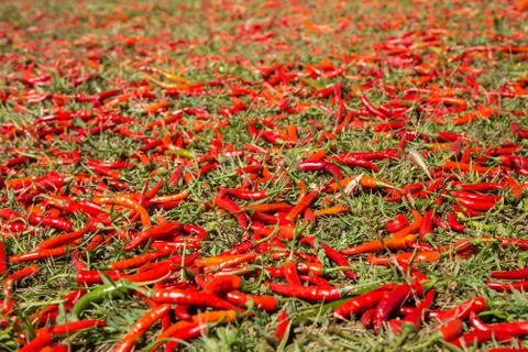 Hot chilli peppers Stock Photos